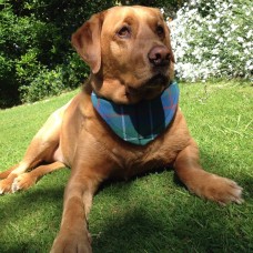 Tartan Dog Bandana